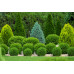 Ericaceous BS Topsoil