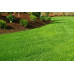 Organic Lawn Renovation Mix 5mm