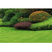 Organic Lawn Renovation Mix 5mm