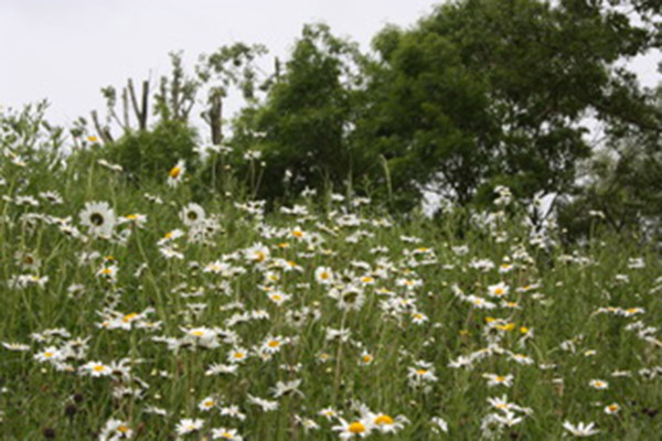 LG Flower Rich Margin