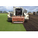 Premium Rye Lawn Turf