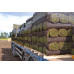 Premium Rye Lawn Turf