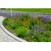 Rain Garden Soil (E)