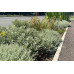 Rain Garden Soil (E)