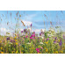CS6 / Biodiversity Mix