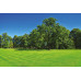 Reclamation Seed Mix