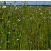 SUDS & Slopes Wildflowermat