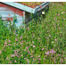 Traditional Meadow Wildflowermat